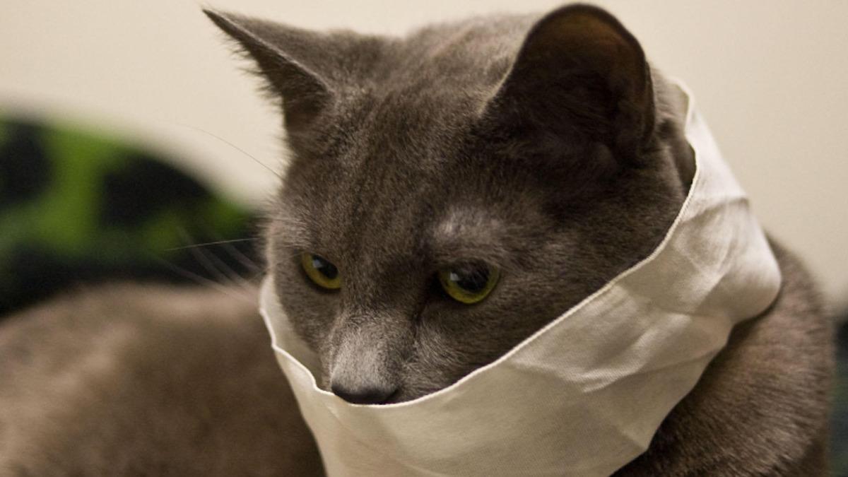 Dünya Sağlık Örgütü, Kedilerin de Koronavirüsten Enfekte Olabileceğini Açıkladı