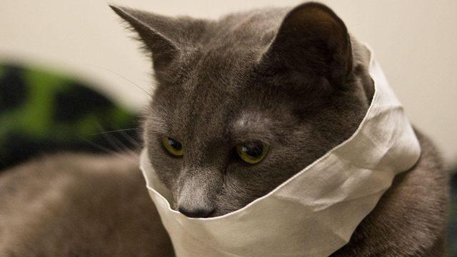 Dünya Sağlık Örgütü, Kedilerin de Koronavirüsten Enfekte Olabileceğini Açıkladı