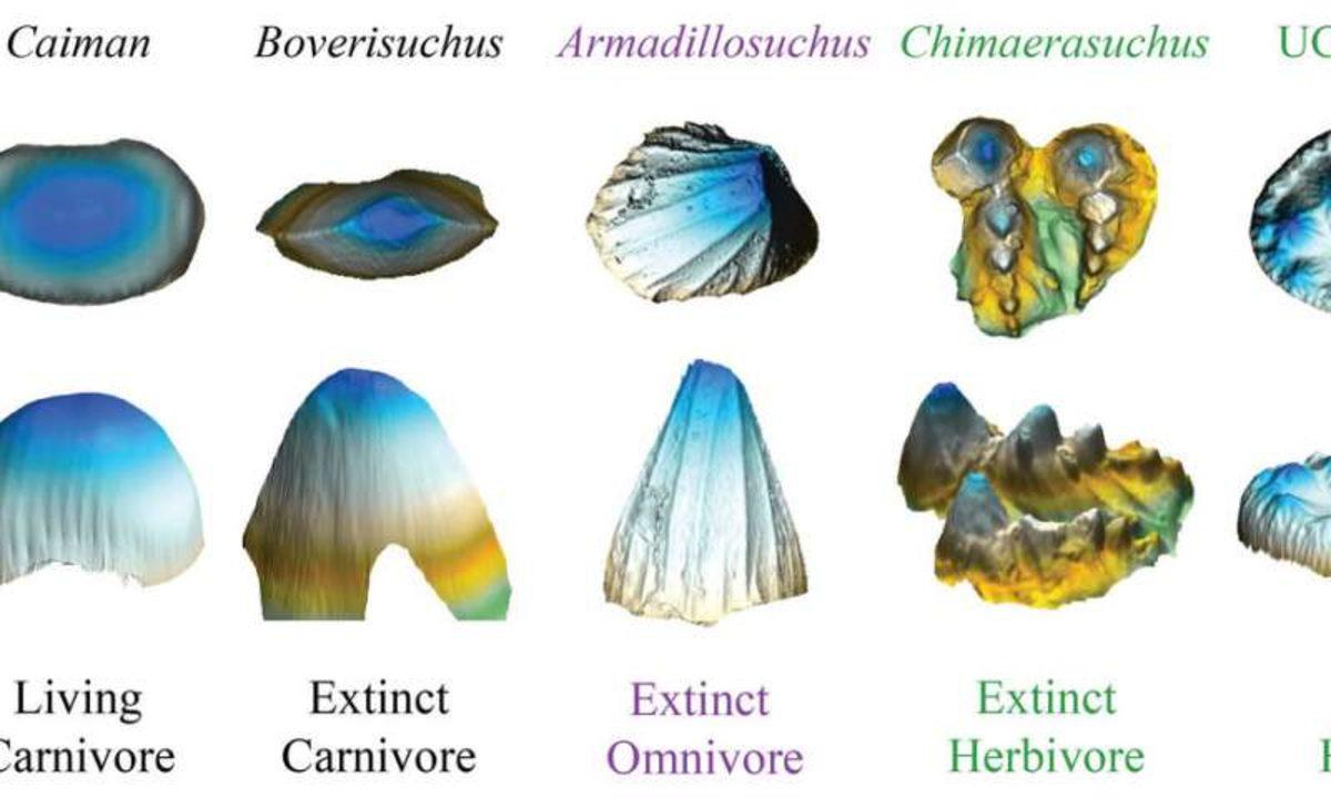 Geçmiş Dönemde Yaşamış Otobur Timsahlar Keşfedildi