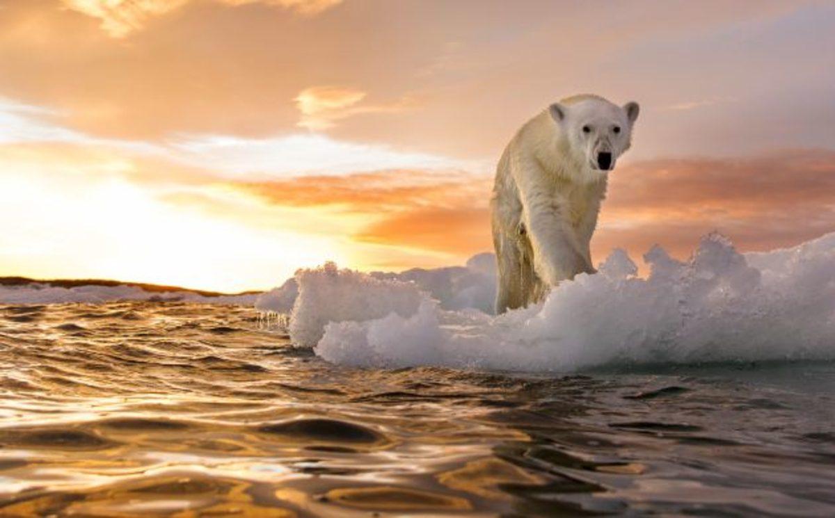 Trump, İklim Değişikliğiyle Mücadeleye Gerek Olmadığını İddia Etti