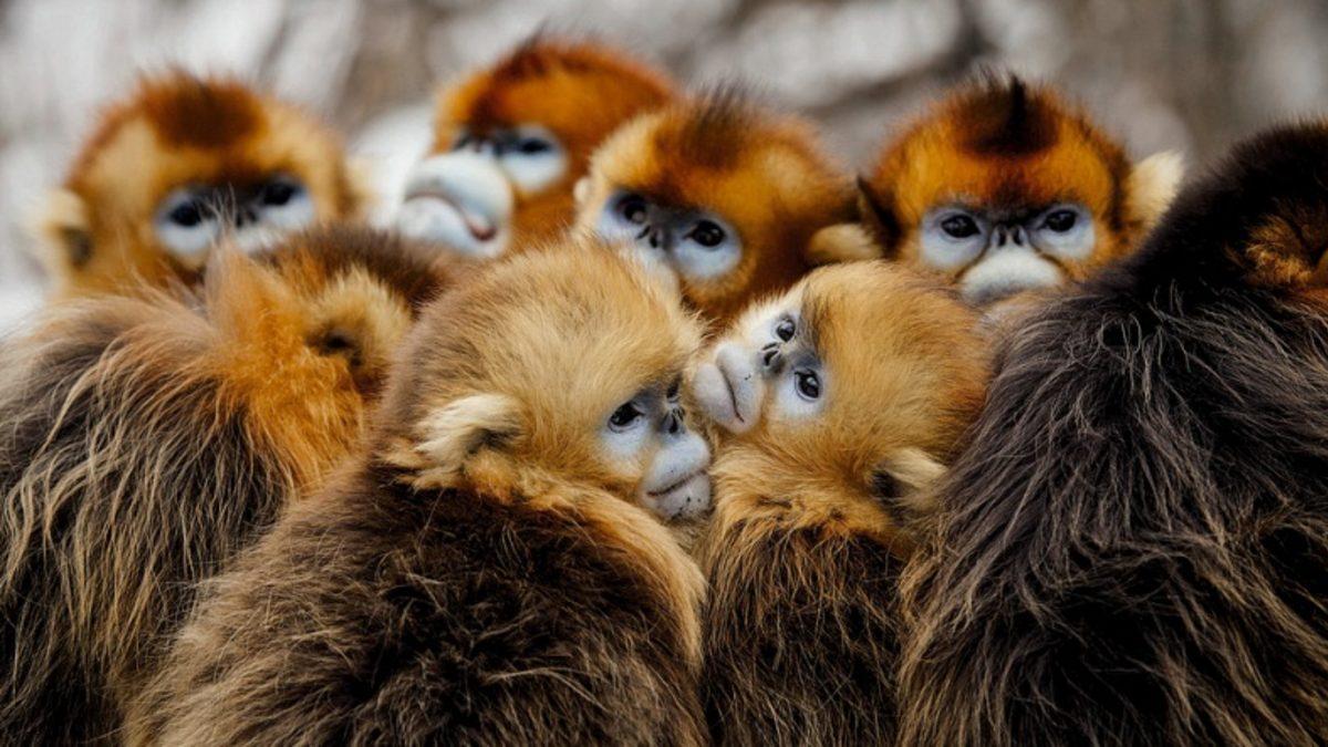 İklim Değişikliği Tersine Çevrilmezse Okyanus Ekosistemi Aniden Çökebilir