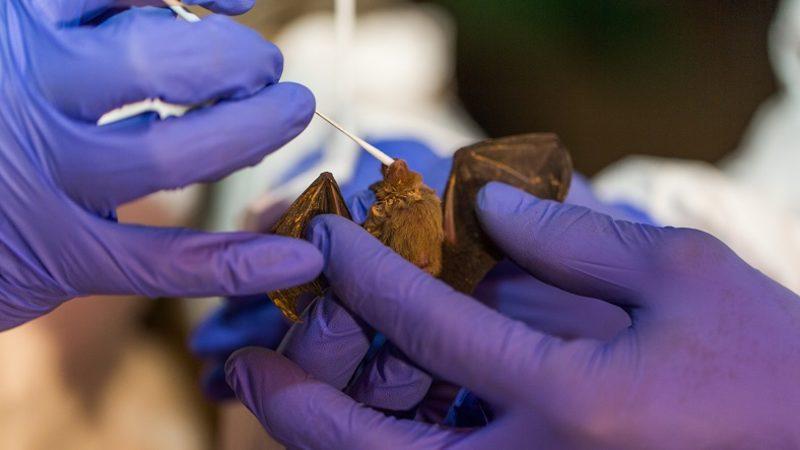 Bilim İnsanları, Yarasalarda 6 Yeni Koronavirüs Türü Keşfetti