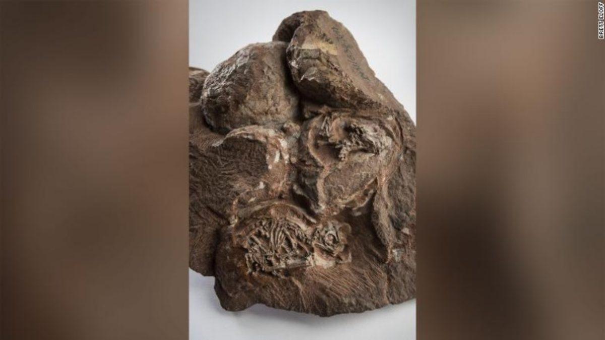 Bilim İnsanları, 200 Milyon Yıllık Dinozor Yumurtalarını 3D Modelleyerek İnceledi