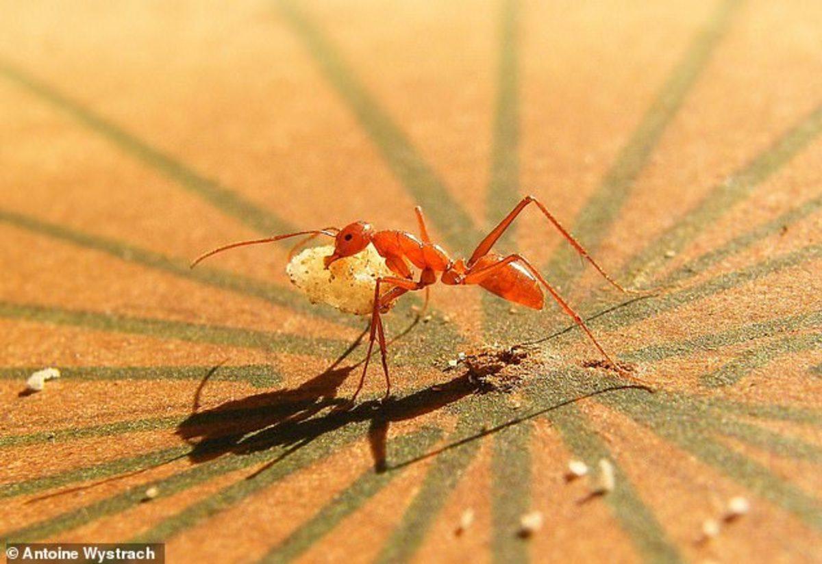 Karıncaların Tuzaklardan Kaçmak İçin Hafızalarını Kullandığı Ortaya Çıktı