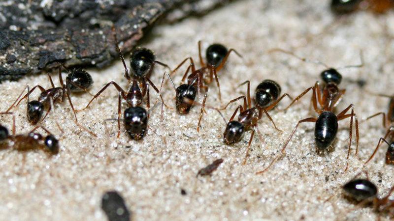 Karıncaların Tuzaklardan Kaçmak İçin Hafızalarını Kullandığı Ortaya Çıktı