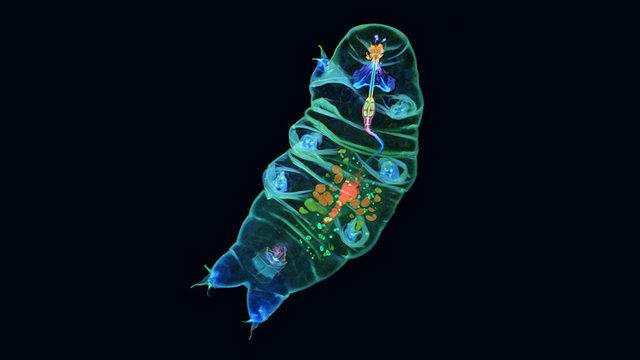 Dünyanın En Dayanıklı Hayvanı, Bilimsel Mikroskobik Fotoğraf Ödülünü Kazandı