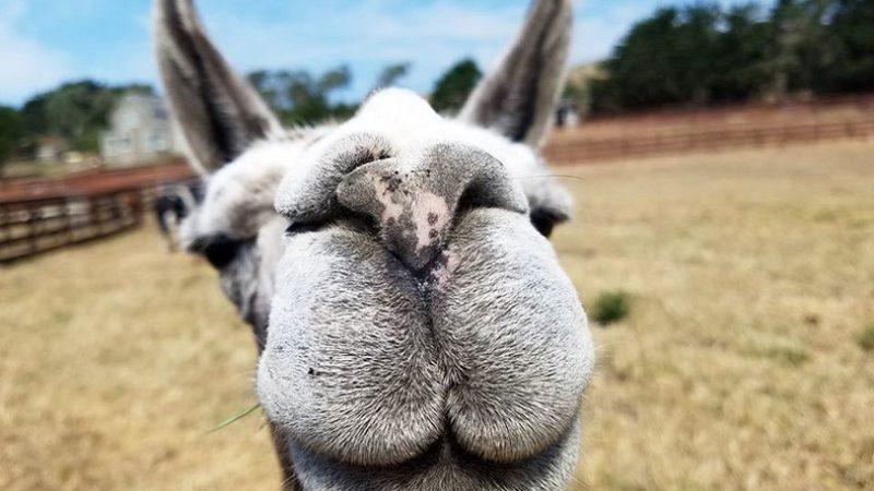 Çiftlik Hayvanlarını Video Konferanslara Taşıyan Hizmet: Goat 2 Meeting