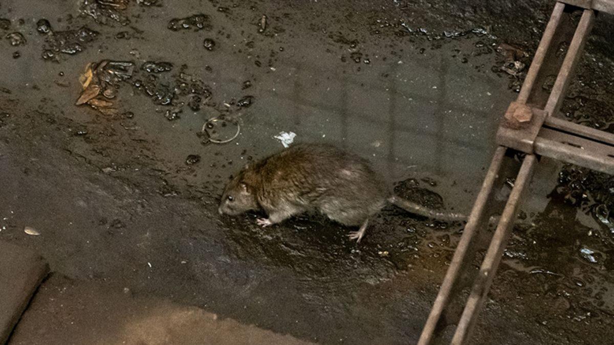 Uzmanlar, Koronavirüsün Fareleri Yamyamlığa Sürüklediğini Söylüyorlar