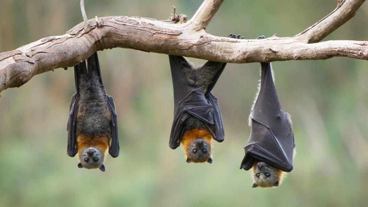 Hindistan’da Yapılan Araştırmada İki Yarasa Türünde Koronavirüs Tespit Edildi