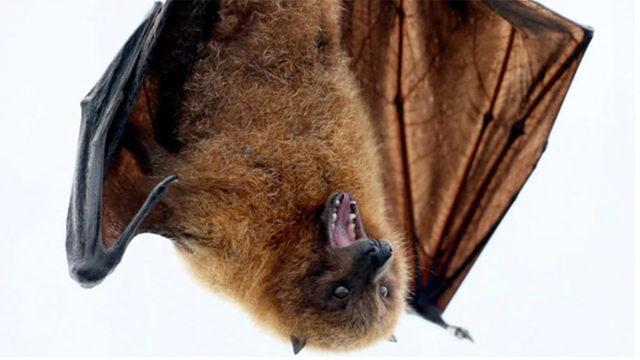 Hindistan’da Yapılan Araştırmada İki Yarasa Türünde Koronavirüs Tespit Edildi