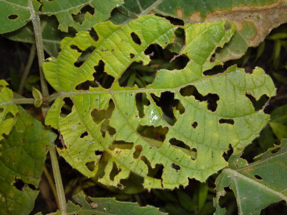 Zarar Gören Bitkilerden Telefonlara Bilgi Gönderecek Nano Sensörler Geliştirildi