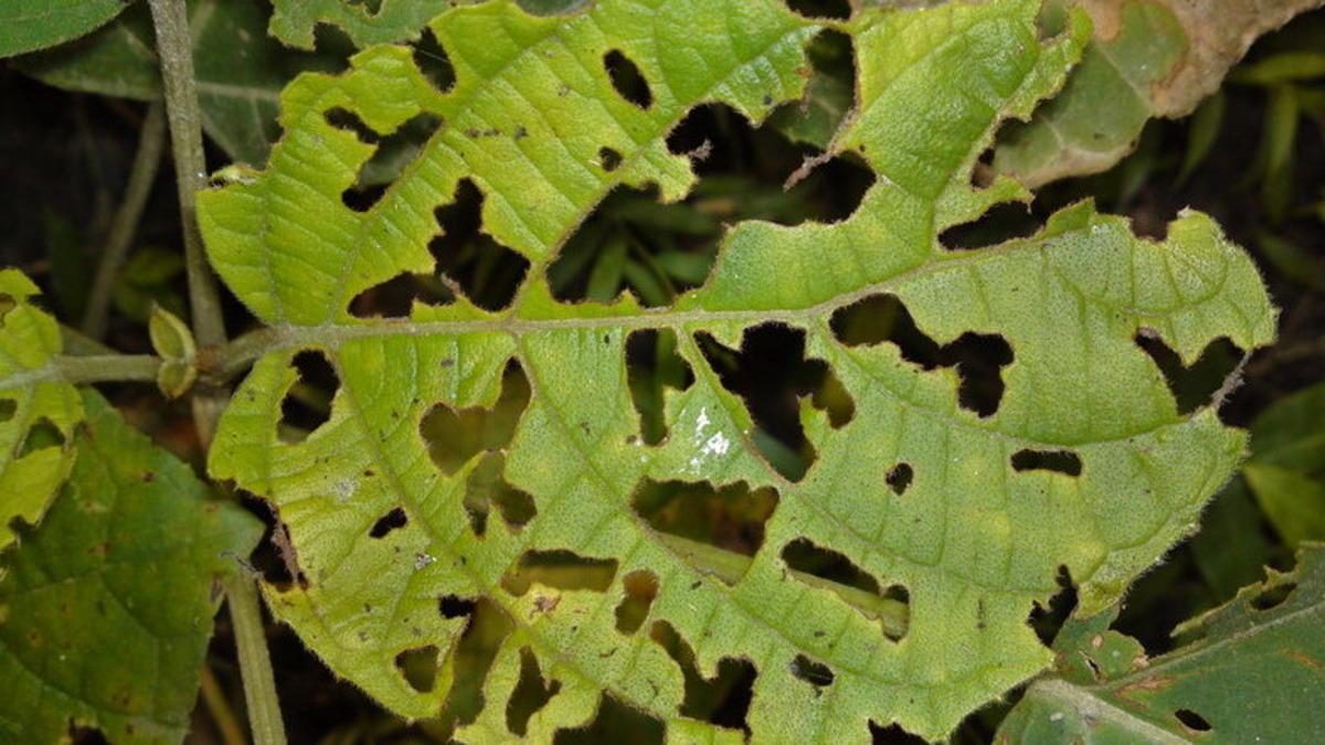 Zarar Gören Bitkilerden Telefonlara Bilgi Gönderecek Nano Sensörler Geliştirildi