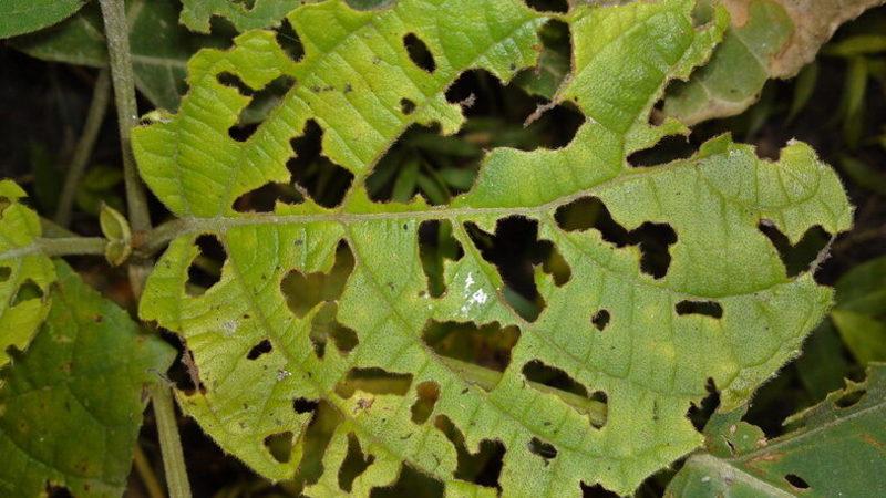 Zarar Gören Bitkilerden Telefonlara Bilgi Gönderecek Nano Sensörler Geliştirildi