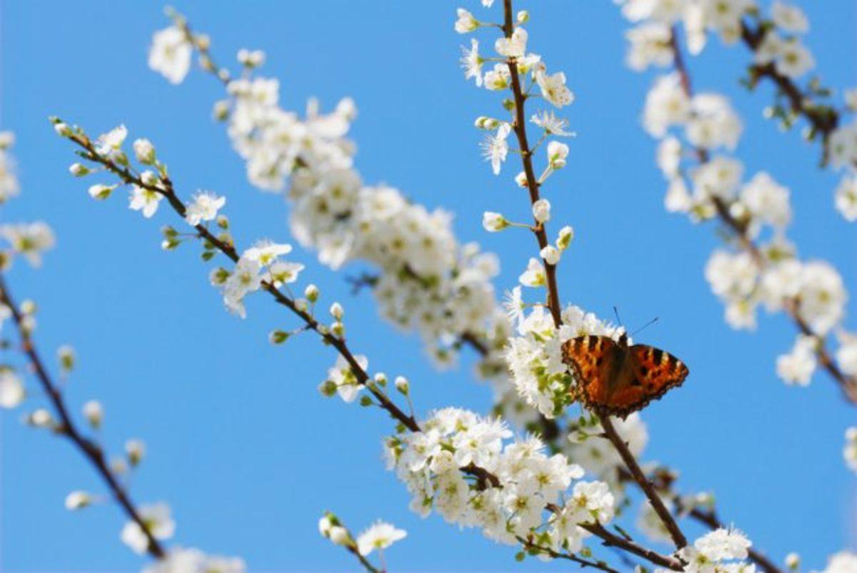 Yağmur Sonrası Çıkan Toprak Kokusu İlk Kez Bilimsel Olarak Açıklandı