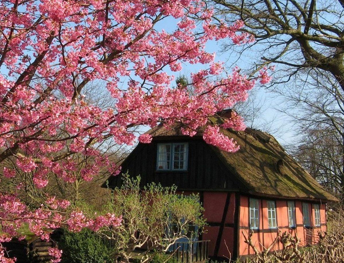 Yağmur Sonrası Çıkan Toprak Kokusu İlk Kez Bilimsel Olarak Açıklandı
