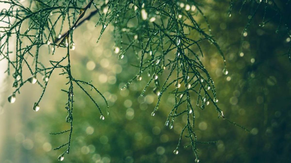 Yağmur Sonrası Çıkan Toprak Kokusu İlk Kez Bilimsel Olarak Açıklandı