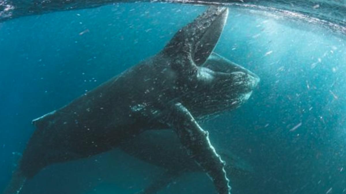 Netflix, 10 Adet Belgeseli ‘Netflix English’ YouTube Kanalında Ücretsiz Yayınladı