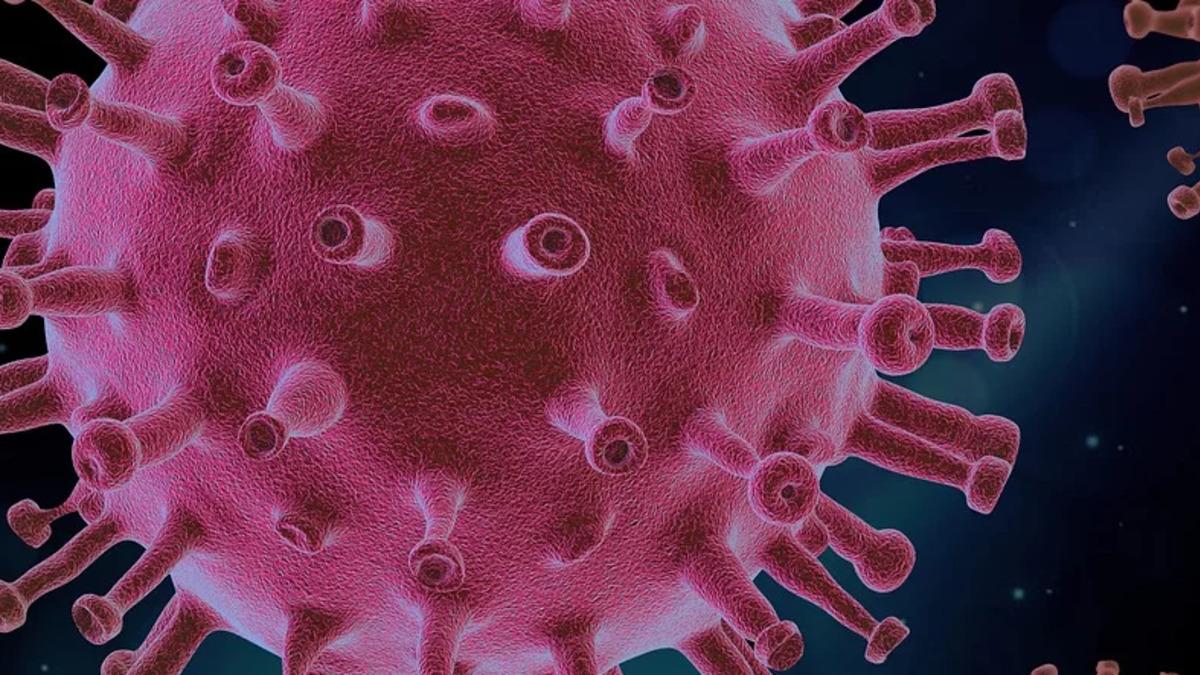 Bilim İnsanları Koronavirüsün Vücuttaki Yolculuğunu Açıkladı