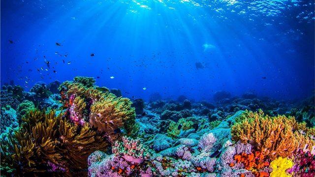 NASA, Mercan Resiflerinin Haritalandırılmasına Yardımcı Olacak Bir Oyun Geliştirdi