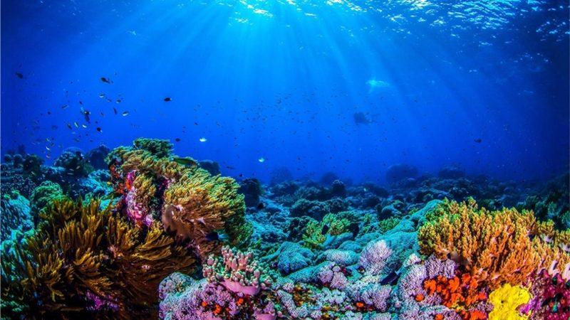 NASA, Mercan Resiflerinin Haritalandırılmasına Yardımcı Olacak Bir Oyun Geliştirdi