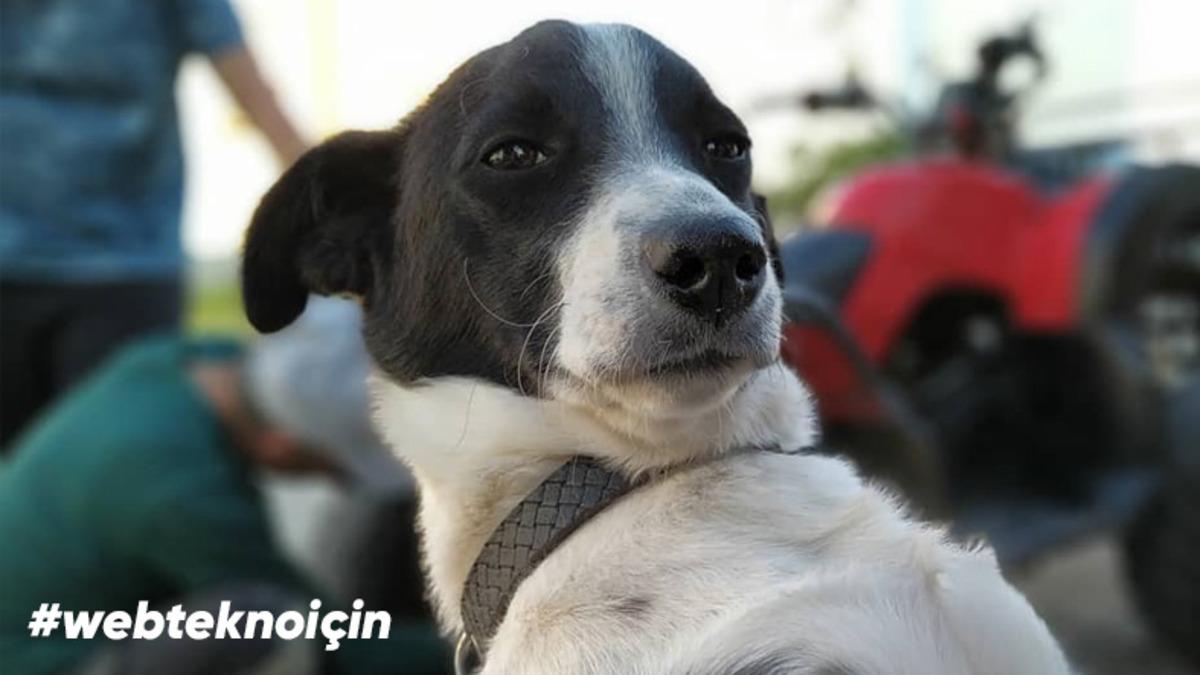 Webtekno Mobil Fotoğrafçılık Yarışması Sonuçlandı: İşte Kazanan 30 Fotoğraf