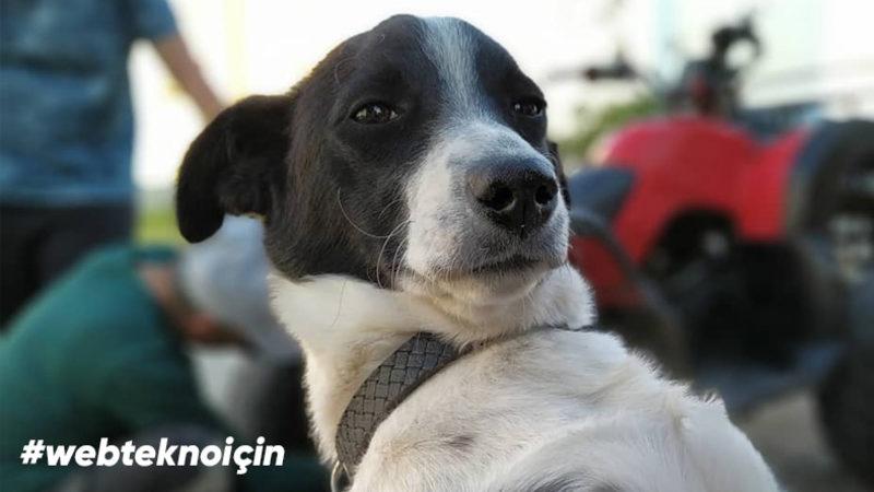 Webtekno Mobil Fotoğrafçılık Yarışması Sonuçlandı: İşte Kazanan 30 Fotoğraf