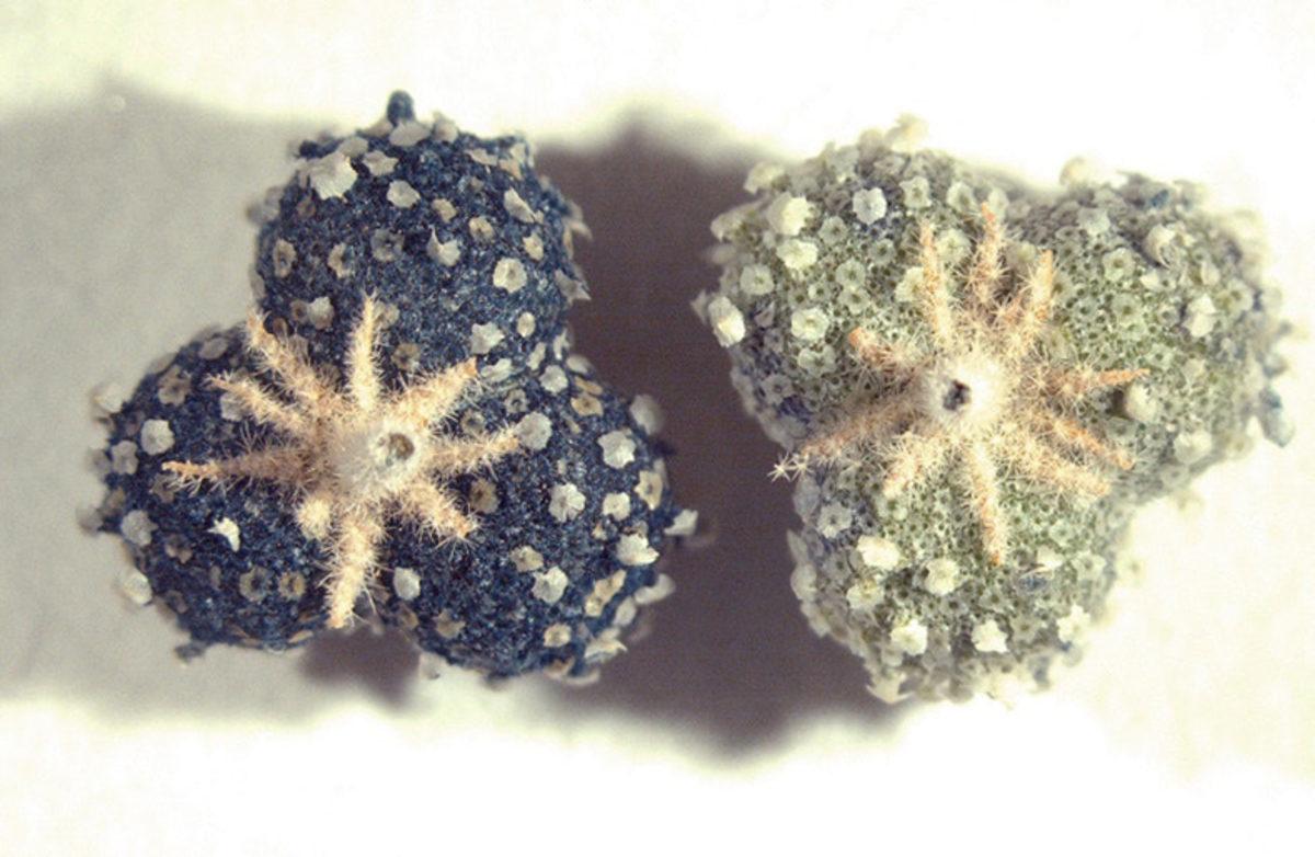 Bilim İnsanları, Orta Çağ’da Yaygın Olarak Kullanılan Bir Boyanın Gizemini Çözdü