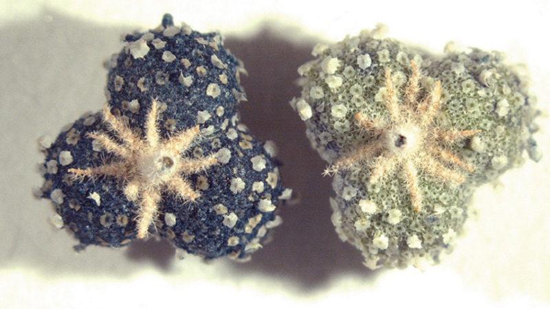 Bilim İnsanları, Orta Çağ’da Yaygın Olarak Kullanılan Bir Boyanın Gizemini Çözdü