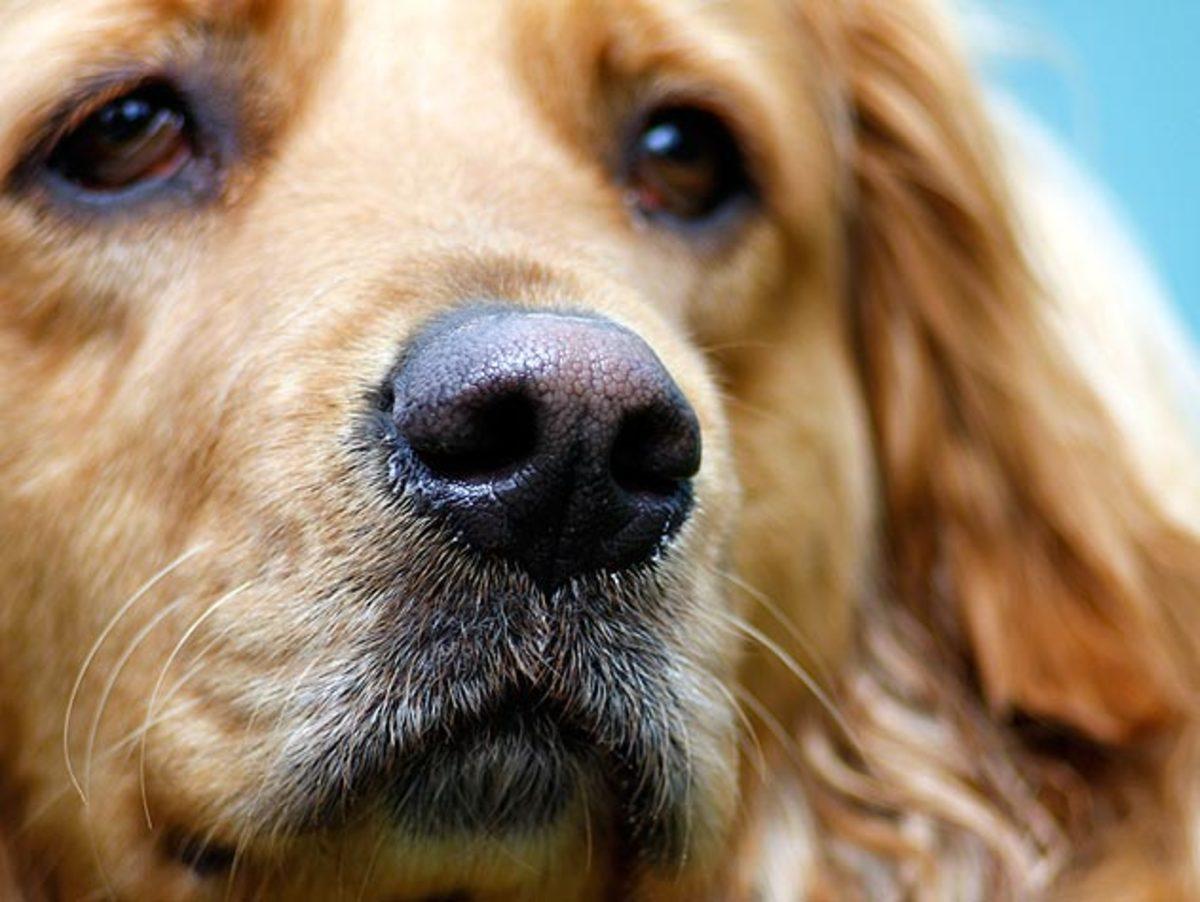 Çin’de Kaybolan Köpekleri ’Burun İzleri’ Sayesinde Bulan Bir Yapay Zeka Geliştirildi