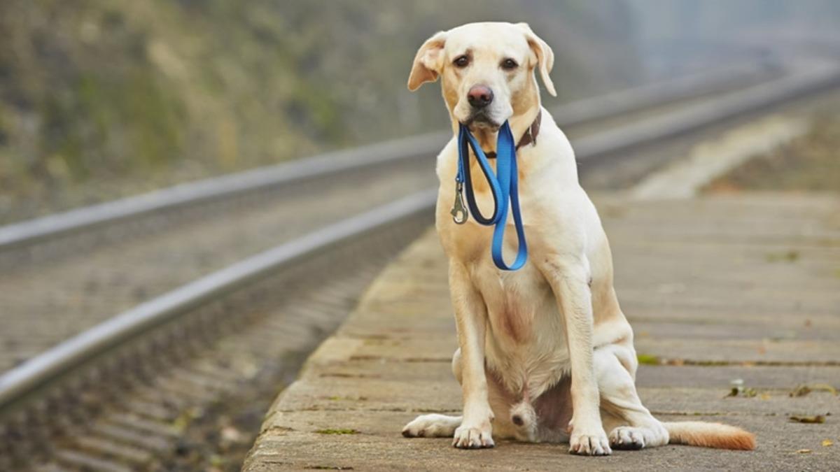 Çin’de Kaybolan Köpekleri ’Burun İzleri’ Sayesinde Bulan Bir Yapay Zeka Geliştirildi