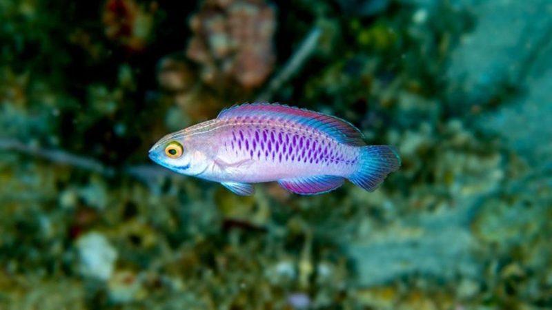 Afrika Açıklarında Keşfedilen Balığa ’Black Panther’ Anısına Wakanda İsmi Verildi