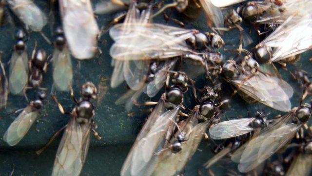 Türkiye, İklim Değişikliği Nedeniyle Yeni Böceklerin İstilasına Uğrayabilir