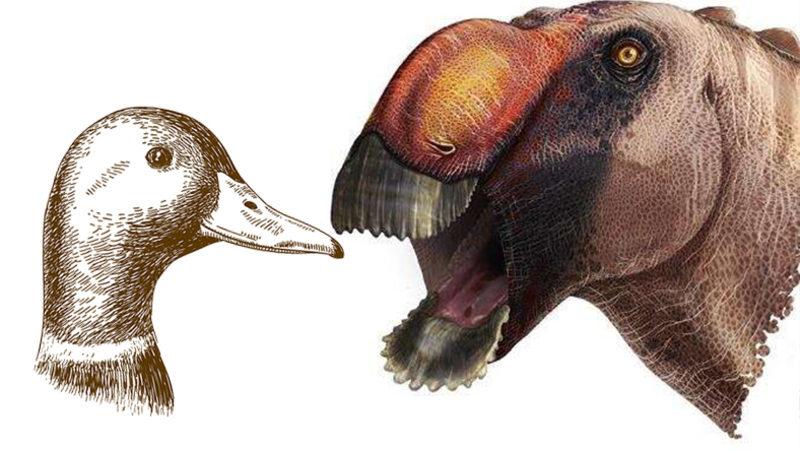 Ördek Gagalı Yeni Bir Dinozor Türü Keşfedildi