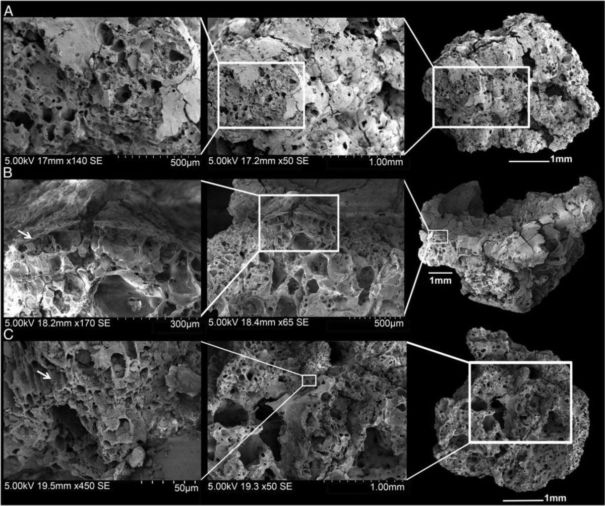 14.400 Yıl Önce Üretilen Dünyanın En Eski Ekmeği Bulundu