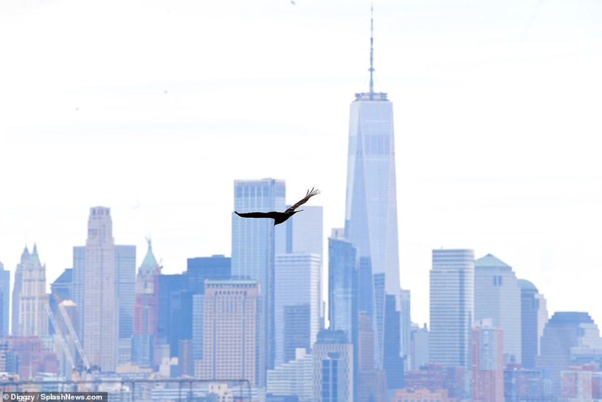 Koronavirüsten Kötü Etkilenen New York’ta Uçan Akbabalar Görüntülendi
