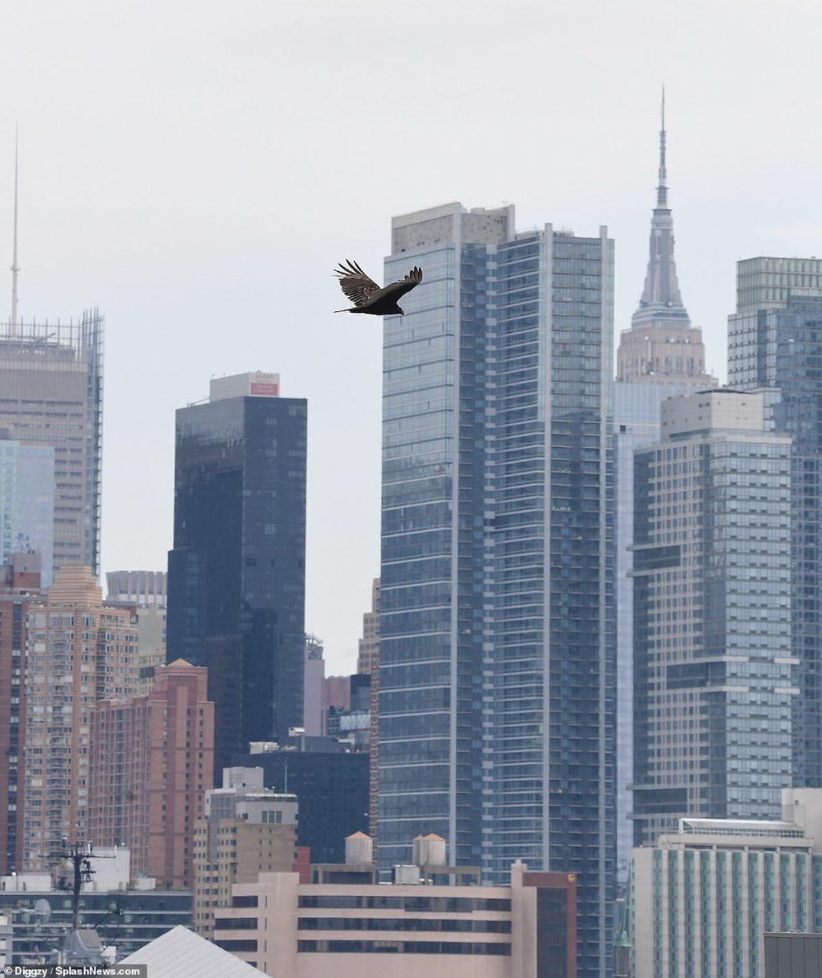 Koronavirüsten Kötü Etkilenen New York’ta Uçan Akbabalar Görüntülendi