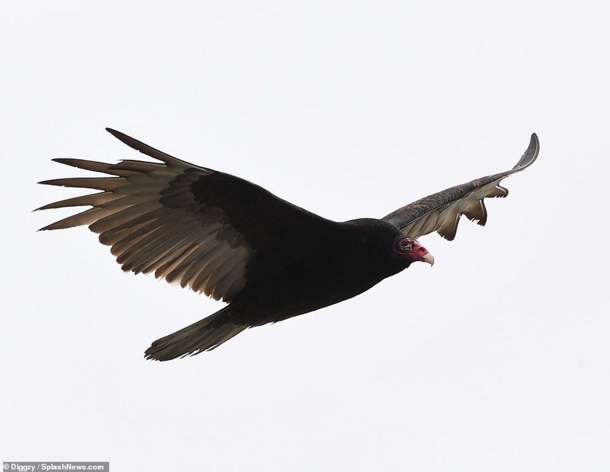 Koronavirüsten Kötü Etkilenen New York’ta Uçan Akbabalar Görüntülendi