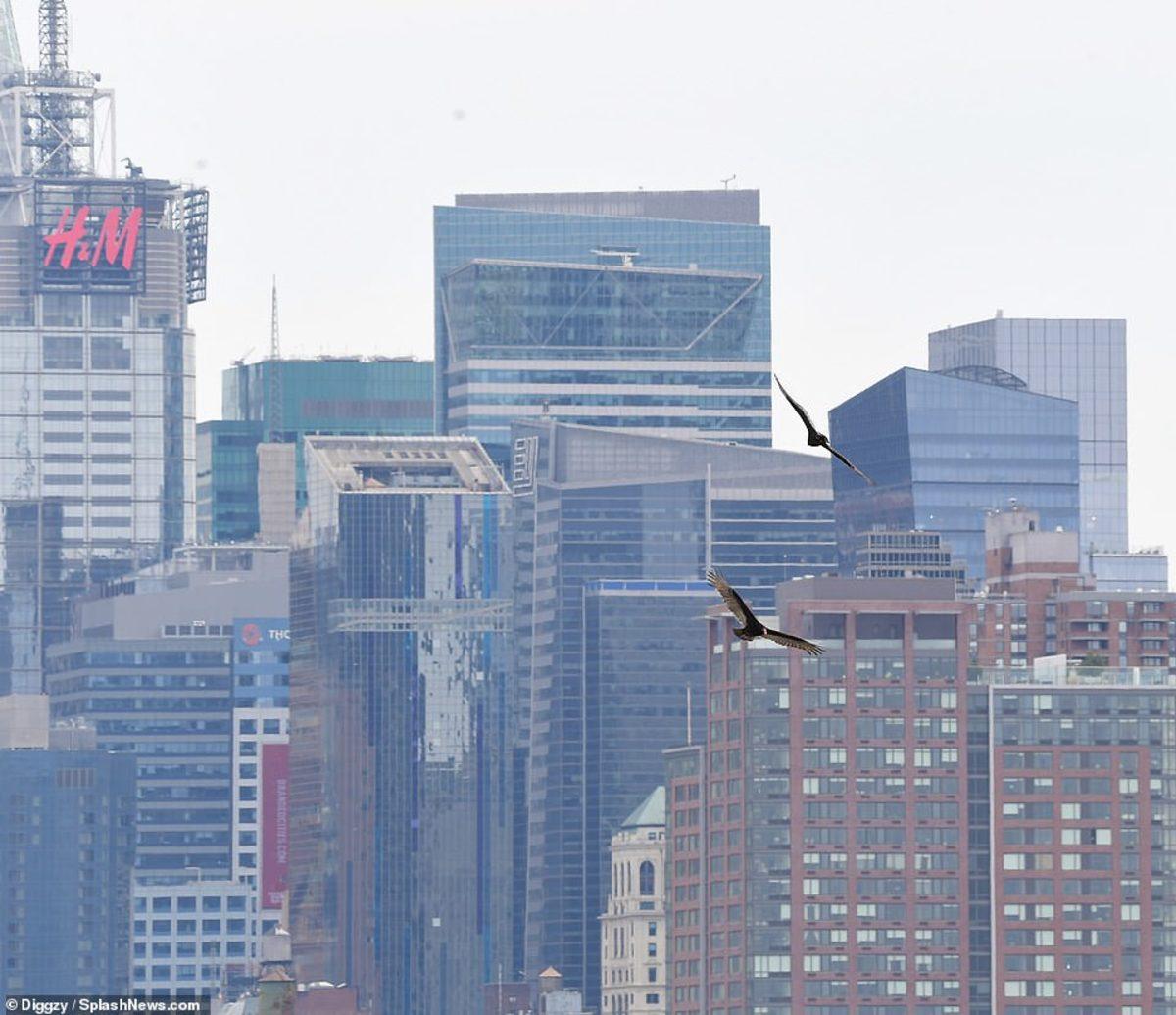Koronavirüsten Kötü Etkilenen New York’ta Uçan Akbabalar Görüntülendi