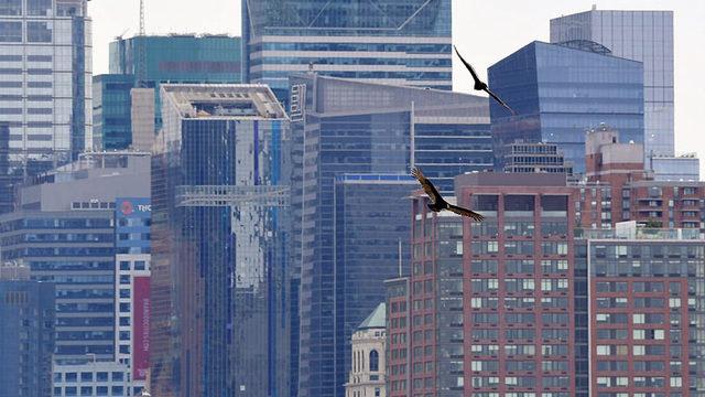 Koronavirüsten Kötü Etkilenen New York’ta Uçan Akbabalar Görüntülendi