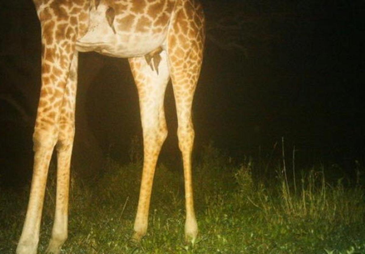 Zürafaların Ne Kadar Sıra Dışı Olduğunu Kanıtlayan 6 Bilgi