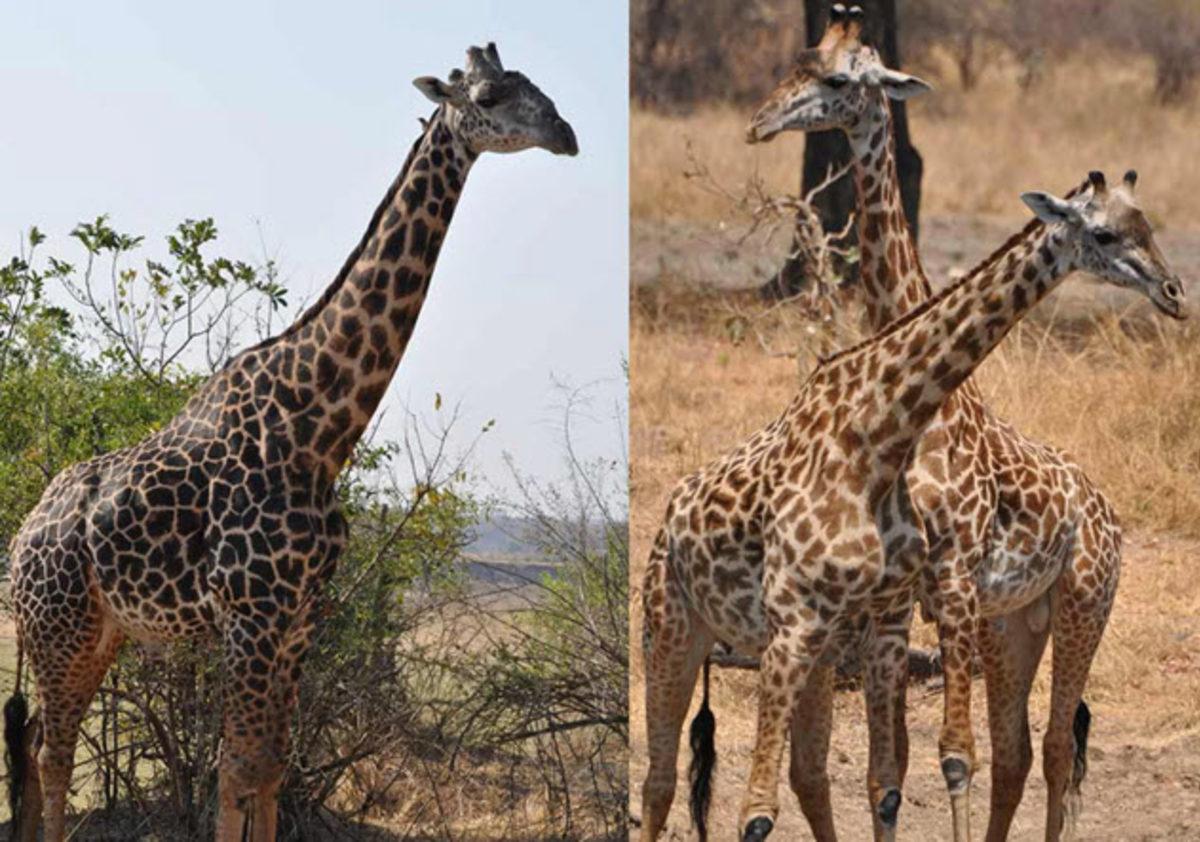 Zürafaların Ne Kadar Sıra Dışı Olduğunu Kanıtlayan 6 Bilgi