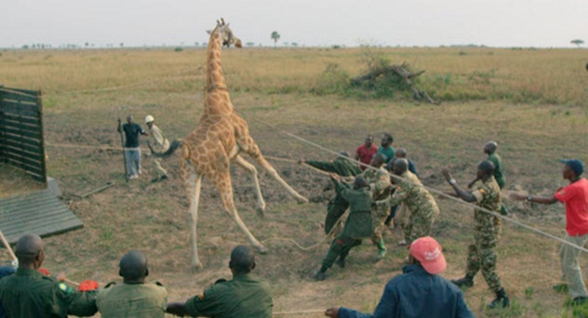 Zürafaların Ne Kadar Sıra Dışı Olduğunu Kanıtlayan 6 Bilgi