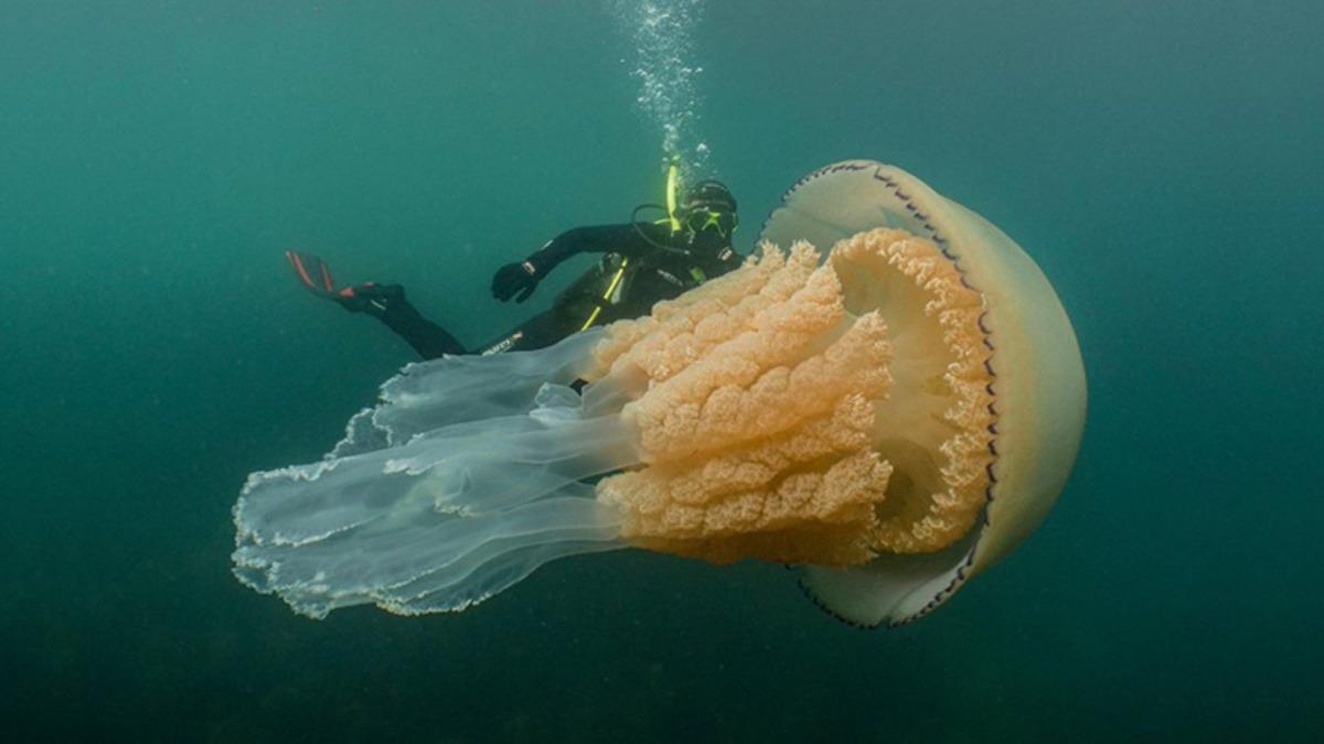 İnsan Boyutunda Olan Dünyanın En Büyük Denizanası Görüntülendi