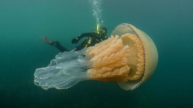 İnsan Boyutunda Olan Dünyanın En Büyük Denizanası Görüntülendi