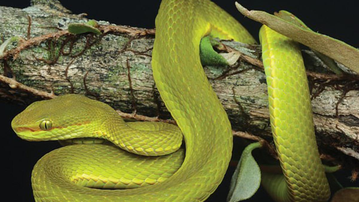 Harry Potter’dan Salazar Slytherin’in Adı Gerçek Bir Yılan Türüne Verildi