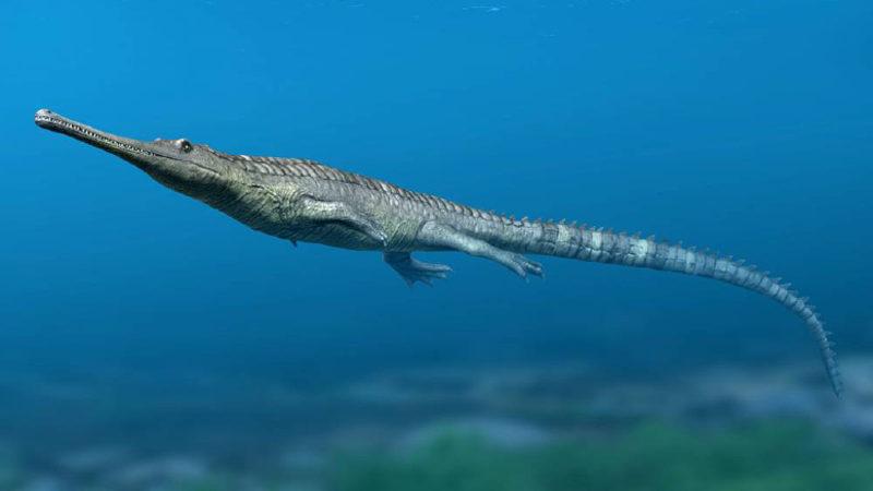 Tarih Öncesinde Timsahlar, Okyanusta Yunus ve Balinaları Taklit Ediyormuş