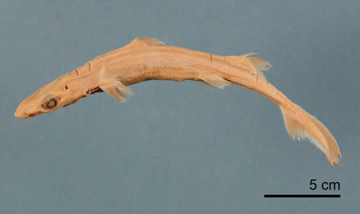 Müzedeki Bir Köpek Balığının, Çok Nadir Bir Albino Köpek Balığı Olduğu Fark Edildi