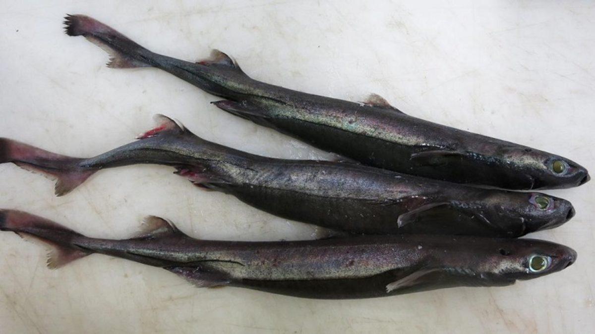 Müzedeki Bir Köpek Balığının, Çok Nadir Bir Albino Köpek Balığı Olduğu Fark Edildi