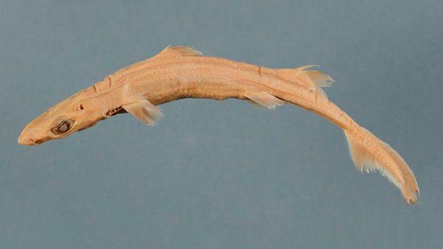 Müzedeki Bir Köpek Balığının, Çok Nadir Bir Albino Köpek Balığı Olduğu Fark Edildi