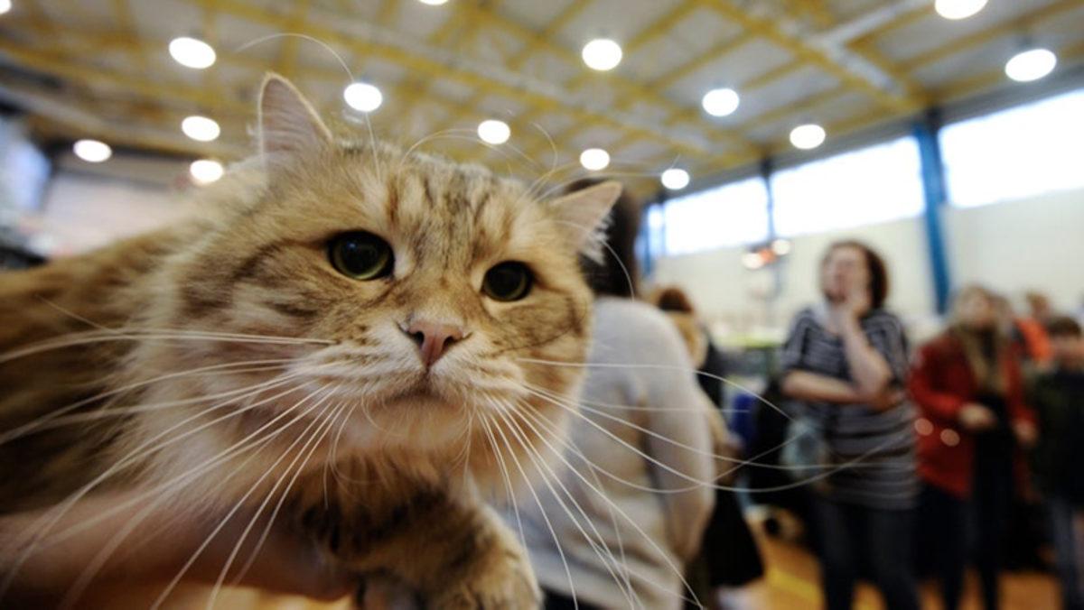 5 Kaplan, 3 Aslan ve 2 Kedinin Koronavirüs Testleri Pozitif Çıktı